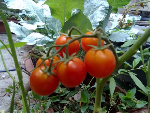 Domates Yetiştirme Püf Noktaları Nelerdir?