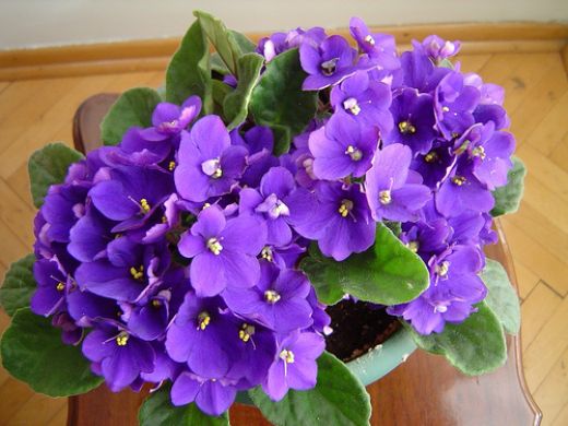 Menekşe Bakımı Püf Noktaları Nelerdir?